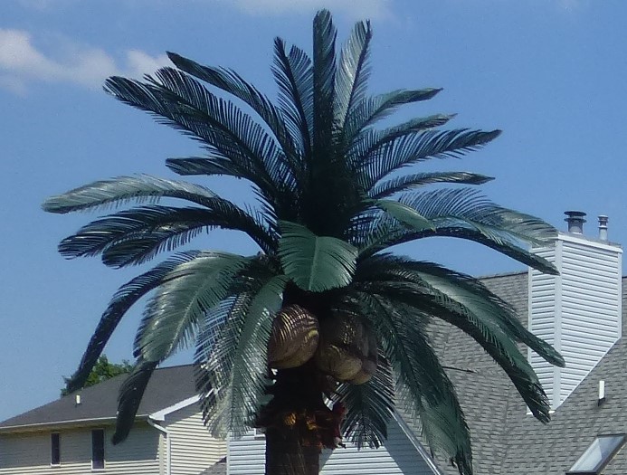 Queen Palm Head